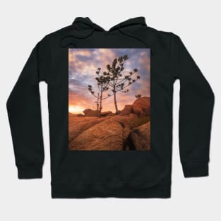 Trees In Light Hoodie